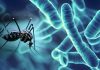 A New Approach to Battling Dengue: Releasing Wolbachia-Carrying Mosquitoes in Honduras