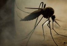 Dengue Fever Outbreak in Peru: A Lethal Crisis in Piura