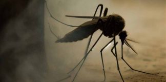 Dengue Fever Outbreak in Peru: A Lethal Crisis in Piura