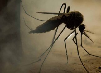 Dengue Fever Outbreak in Peru: A Lethal Crisis in Piura