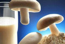 ImaginDairy: Revolutionizing Dairy Production with Bioengineered Mushroom Milk Proteins
