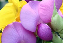 Lectine leganti il mannosio della flora brasiliana: potenziali agenti antivirali contro la SARS-CoV-2
