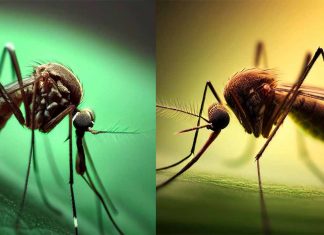 INDIA – Seasonal Diseases in Rajasthan: Alarming Rise and Necessary Preventive Measures