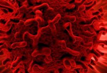 Understanding Epstein-Barr Virus (EBV) and Its Impact on Human Health