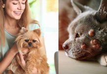 What Diseases Can Pets Carry? Exploring Zoonotic Diseases and Their Impact on Human Health