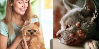 What Diseases Can Pets Carry? Exploring Zoonotic Diseases and Their Impact on Human Health