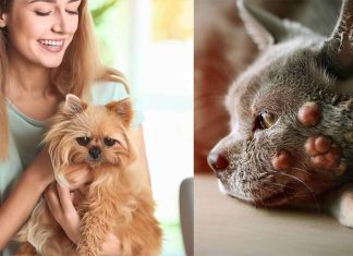 What Diseases Can Pets Carry? Exploring Zoonotic Diseases and Their Impact on Human Health