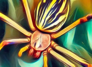 Sfruttare il veleno del ragno di banana: un approccio rivoluzionario per trattare la disfunzione erettile