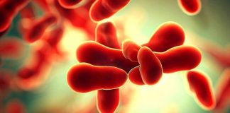 Macroamylasemia: An Uncommon Culprit of Elevated Amylase Levels in COVID-19 Patients