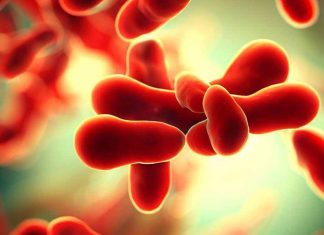 Macroamylasemia: An Uncommon Culprit of Elevated Amylase Levels in COVID-19 Patients