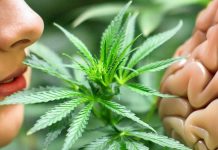 The Impact of Chronic Cannabis Use on Empathy and Anterior Cingulate Cortex Connectivity