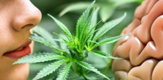 The Impact of Chronic Cannabis Use on Empathy and Anterior Cingulate Cortex Connectivity