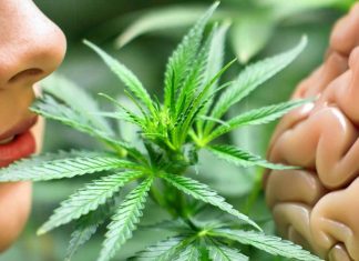 Svelato il legame tra consumo di cannabis negli adolescenti, vulnerabilità genetica e funzione microgliale: implicazioni per disturbi psichiatrici e anomalie cognitive