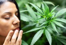 Occupational Asthma Fatality in Cannabis Industry: A Comprehensive Public Health Investigation