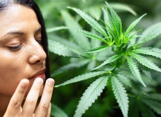 Occupational Asthma Fatality in Cannabis Industry: A Comprehensive Public Health Investigation