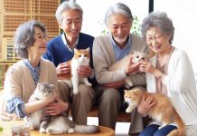 The Interplay of Human and Pet Personality Traits in the Dynamics of Attachment