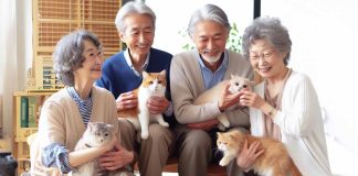 The Interplay of Human and Pet Personality Traits in the Dynamics of Attachment