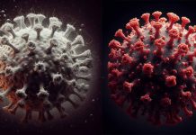 Unveiling the Molecular Mechanisms of SARS-CoV-2 Pathogenesis: The Role of CoV-2 Nsp13 and CoV-2 N Proteins