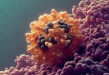La vitamina B12 ha un nuovo ruolo nella riprogrammazione cellulare e nella rigenerazione dei tessuti: implicazioni per la salute e la medicina rigenerativa