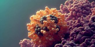 La vitamina B12 ha un nuovo ruolo nella riprogrammazione cellulare e nella rigenerazione dei tessuti: implicazioni per la salute e la medicina rigenerativa