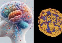 Anthrobots as Self-Constructing Biobots from Human Lung Epithelium