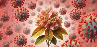 Dual Antiviral and Anti-Inflammatory Properties of 3-epi-betulin Isolated from Daphniphyllum glaucescens Against SARS-CoV-2: A Potential Therapeutic Breakthrough