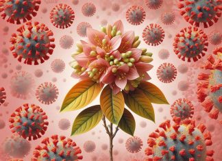 Dual Antiviral and Anti-Inflammatory Properties of 3-epi-betulin Isolated from Daphniphyllum glaucescens Against SARS-CoV-2: A Potential Therapeutic Breakthrough