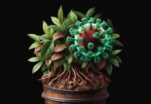 Jaranol: A Promising Natural Flavonoid in the Fight Against COVID-19 and Lung Adenocarcinoma